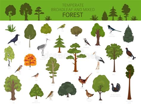1,224,700+ Terrestrial Plants Stock Illustrations, Royalty.